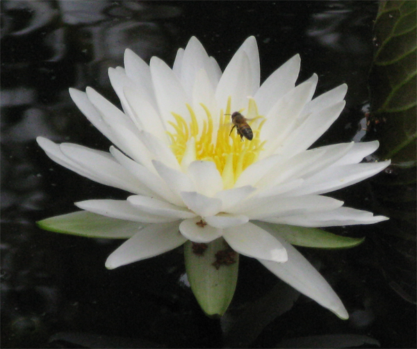 Sunflower/Water Lily